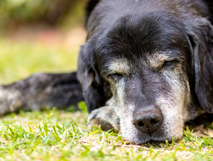 East Falmouth Elderly Dog Care | Senior Dog Care