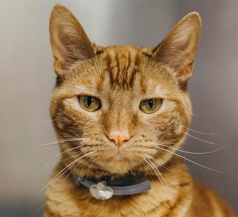 Falmouth Veterinary Practice | Fear-Free Pet Visits Falmouth Veterinary Practice | Fear-Free Pet Visits